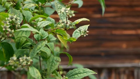 Brown wall from old boards, greenery in the backyard. Stock Footage 240398226