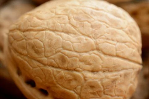 Brown walnut closeup. Shallow depth of field. Stock Photos