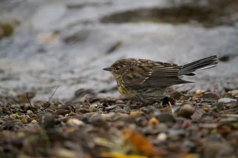 Brown Warbler Stock Photos