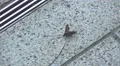 Brown Wasp Walks On Conrete Sidewalk 01 4k or 4k+ Resolution