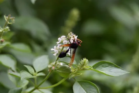 Brown wasps Stock Photos