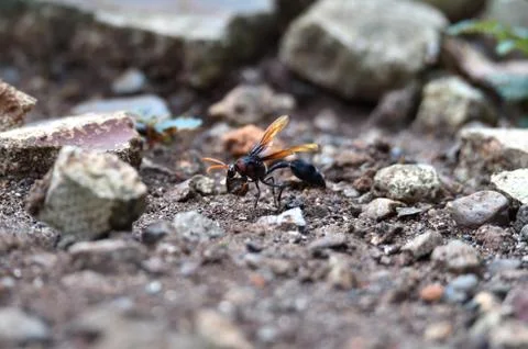 Brown wasps Stock Photos