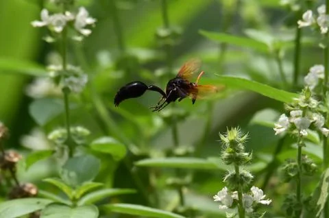 Brown wasps Stock Photos