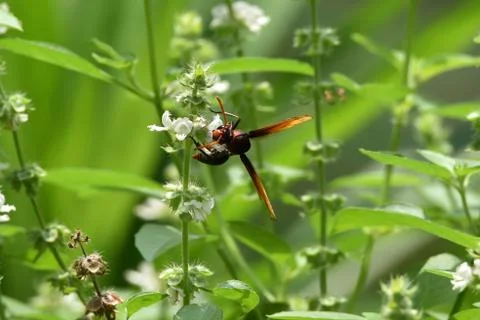 Brown wasps Stock Photos