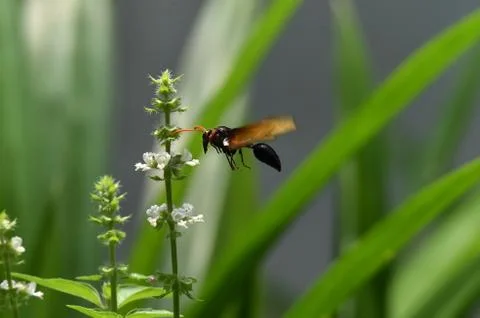 Brown wasps Stock Photos
