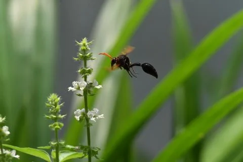 Brown wasps Stock Photos