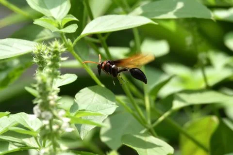 Brown wasps Stock Photos