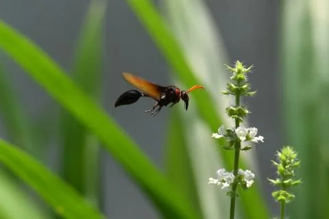Brown wasps Stock Photos