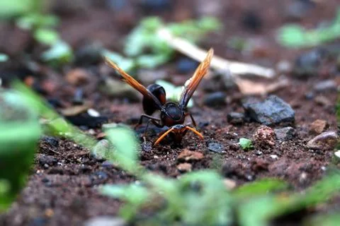 Brown wasps Stock Photos