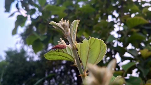 Brown Weevil Beetle Perched On Young Shrub Bud Stock Footage 345663722