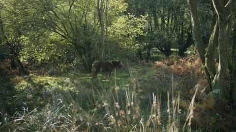 Brown Welsh pony in nature Stock Footage 203906271