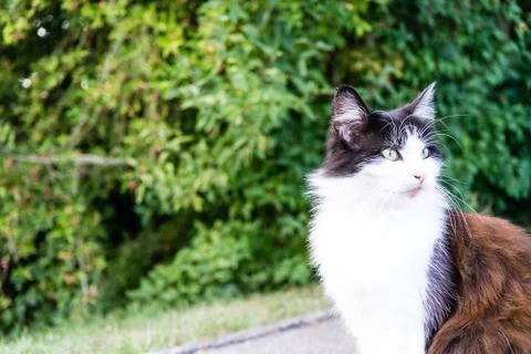 Brown white cat outdoor close up picture at daytime Photos