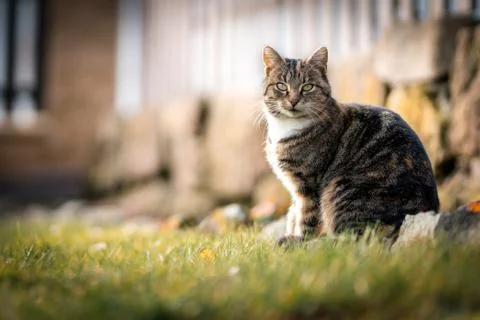 Brown white cat Stock Photos