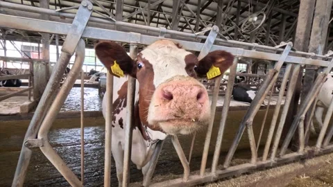 A brown white cow is looking into the camera. Japanese farm Stock Footage 252715395