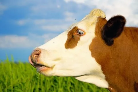 Brown white cow looking straight ahead. Stock Photos