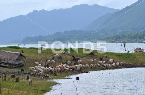 Brown white cows on a farmland Stock Photos