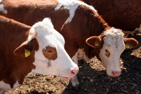 Brown white cows Stock Photos