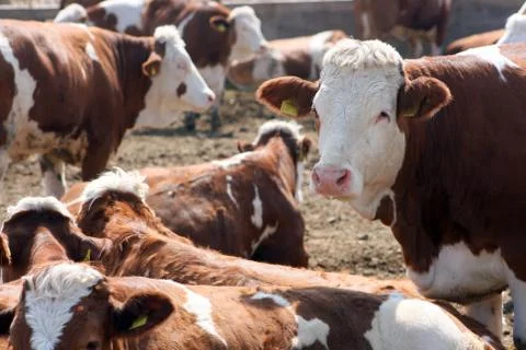 Brown white cows Stock Photos