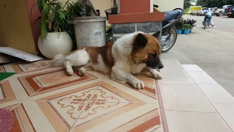 Brown white dog changes position at entrance steps, plant, motorbikes, road Vídeos de archivo 76805160