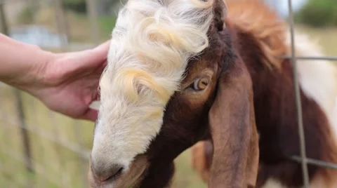 Brown white goat reaching out fence Stock Footage 57403186