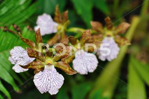 Brown white orchid Stock Photos