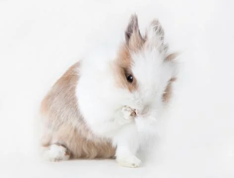 Brown white rabbit Stock Photos
