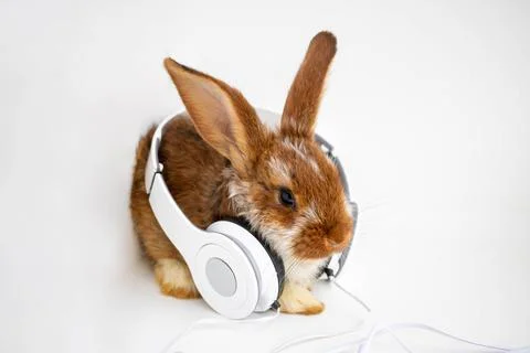 Brown with white spots a small rabbit sits with headphones on a white background Fotos Stock