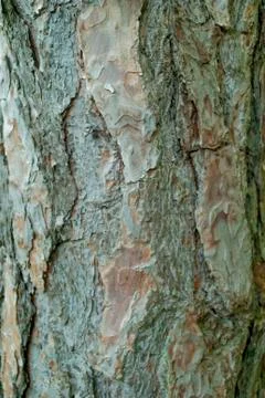 Brown white tree bark texture closeup Stock Photos
