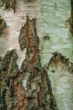 Brown white tree bark texture closeup Stock Photos