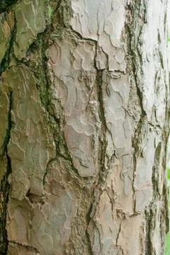 Brown white tree bark texture closeup Foto stock