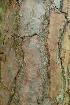 Brown white tree bark texture closeup Stock Photos