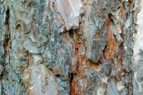 Brown white tree bark texture closeup Stock Photos