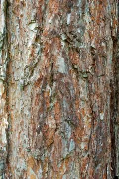 Brown white tree bark texture closeup Stock Photos