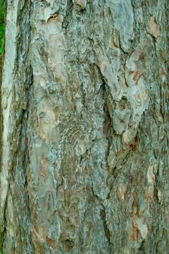 Brown white tree bark texture closeup Stock Photos