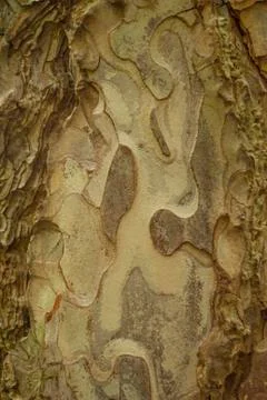 Brown white tree bark texture closeup Stock Photos