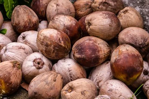 Brown whole coconut dry pattern tropical many fruits pile Foto stock