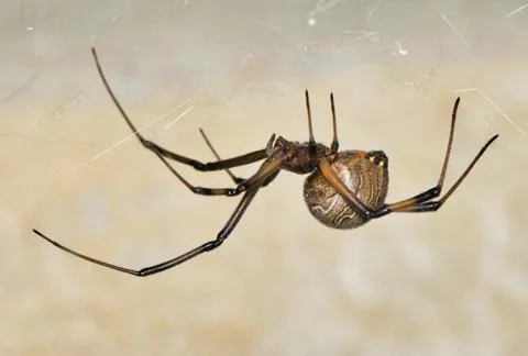 Brown Widow Spider Latrodectus geometricus arachnid in web. Stock Photos