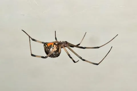 Brown Widow Spider Latrodectus geometricus arachnid in web. Photos