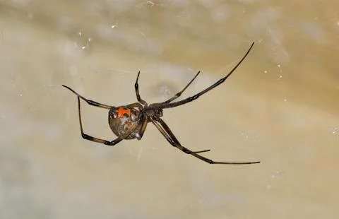 Brown Widow Spider Latrodectus geometricus arachnid in web. Stock Photos