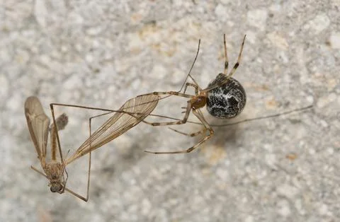 Brown Widow Spider Latrodectus geometricus arachnid in web with prey. 库存照片