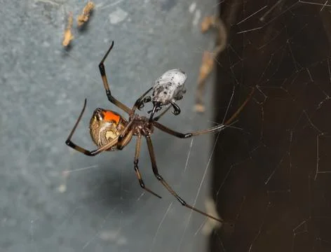 Brown Widow Spider Latrodectus geometricus arachnid in web with prey. Stock Photos
