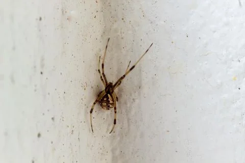 The Brown Widow spider Stock Photos