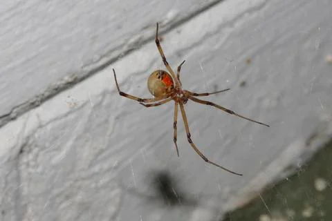 Brown Widow Spider Stock Photos