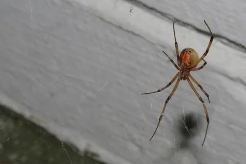Brown Widow Spider Stock Photos
