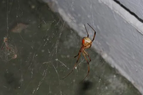 Brown Widow Spider Stock Photos