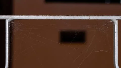 Brown Widow Spider Stock Photos