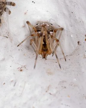 Brown Widow Spider Stock Photos