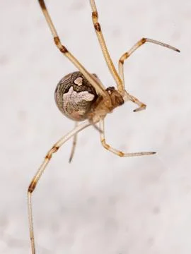 Brown Widow Spider Stock Photos