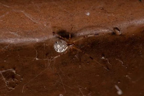 Brown Widow Spider Foto stock