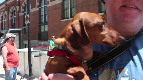 Brown Wiener Dog's ears flapping in the wind CU Stock Footage 69213593